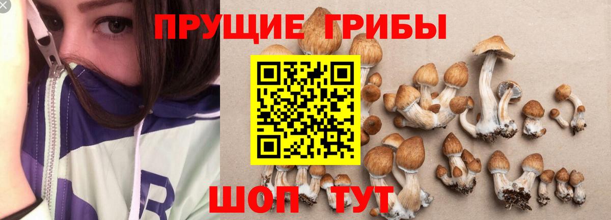 Галлюциногенные грибы Cubensis Белебей